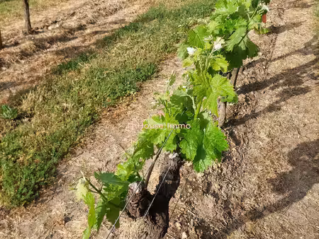vignes aoc cognac - plusieurs parcelles ou lot complet