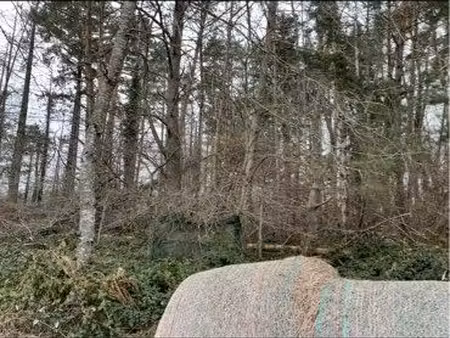 forêt