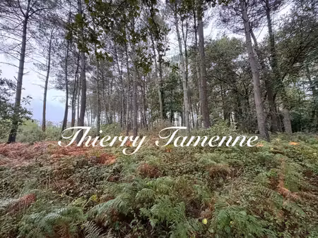 forêt