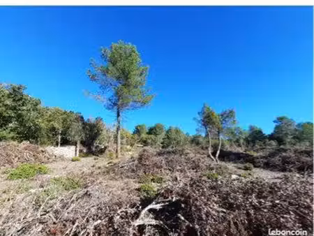 terrain forestier