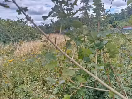 vente terrain 450 m² aniche (59580)