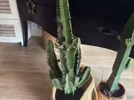 cherche à louer appartement ou maison