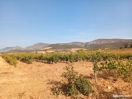 vigne cru maury
