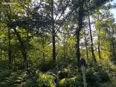 forêt