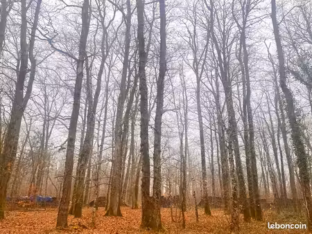 parcelle de bois forêt