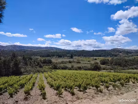 un hectare carignan noir