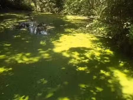 etang
