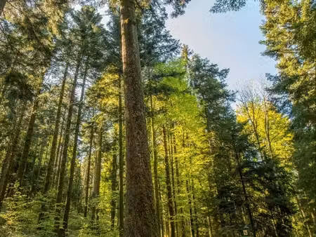 parcelles de bois de feuillus résineux