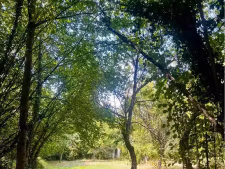 ? jardin avec arbres fruitiers et cabanon