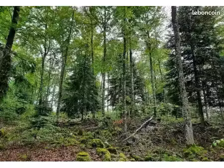 parcelle de bois