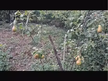 terrain 450 m² arboré avec arbres fruitiers