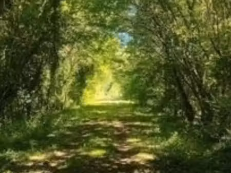 terrain parcelle de bois