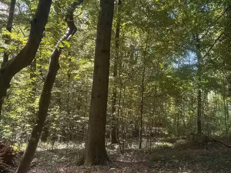 bois de chasse
