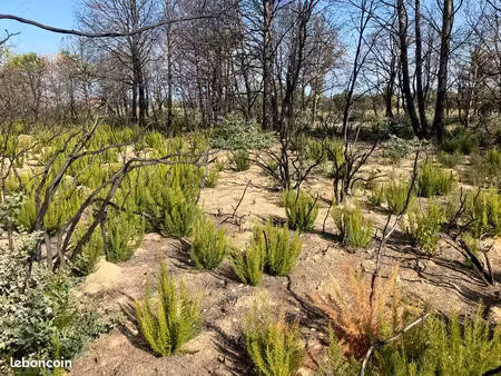 terrain 5000 m2 agricole