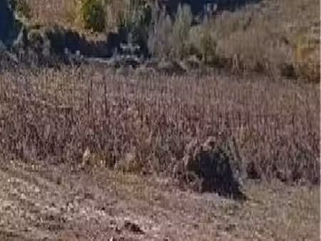 vente terrain 1200 m² à fraissé-des-corbières (11360)  69 900 €