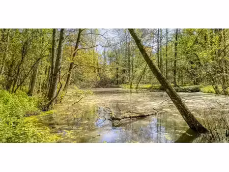 bois à vendre à denderhoutem pour € 99.000