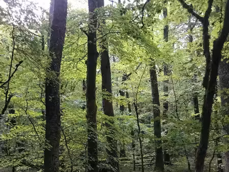 parcelle de bois