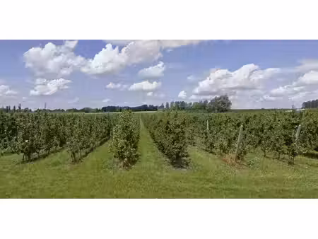 terrain agricole à vendre à bunsbeek pour € 87.000