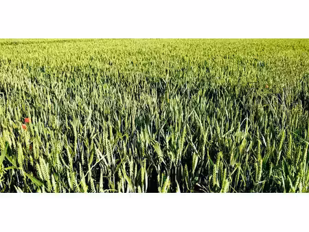 terrain agricole à vendre à sorée pour € 326.700