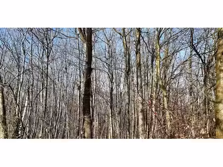 sous option - bois à vendre à attenrode