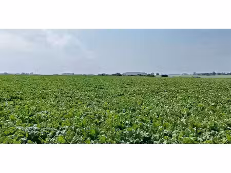 sous option - terrain agricole à vendre à fexhe-le-haut-clocher