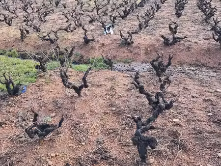 vignes fermage fleurie