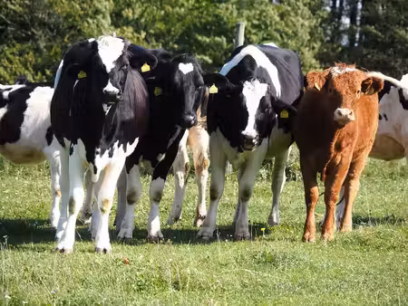 melkveebedrijven te koop