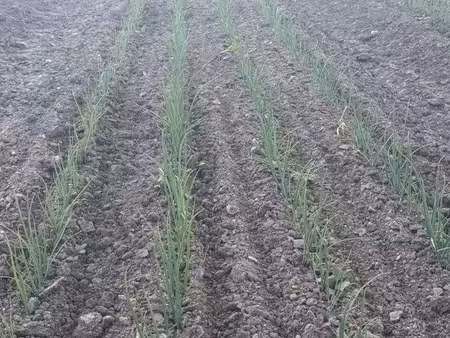 cherche des terres à louer