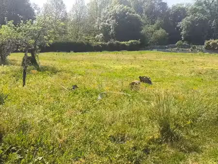vente terrain 1250 m² à nercillac (16200)  59 990 €