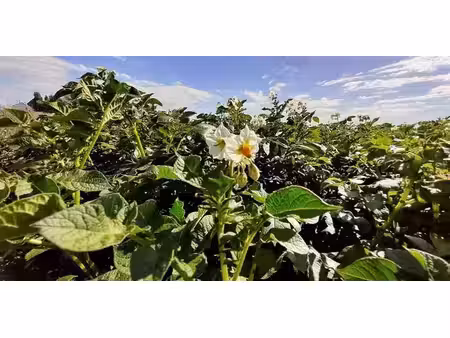 terrain agricole à vendre à coutisse pour € 230.000