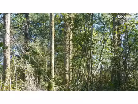 parcelle boisée de 4840 m2