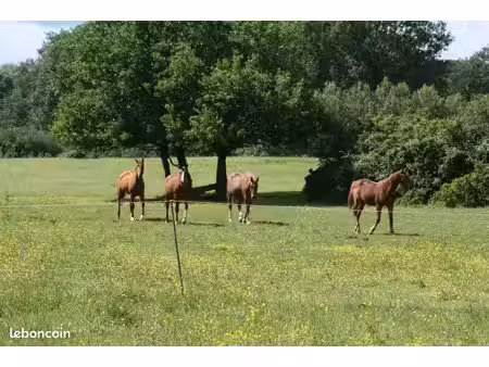 terrain agricole chevaux
