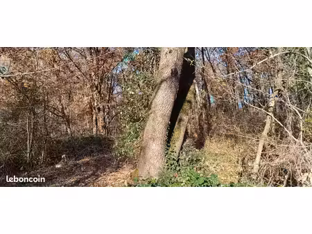 parcelle de bois