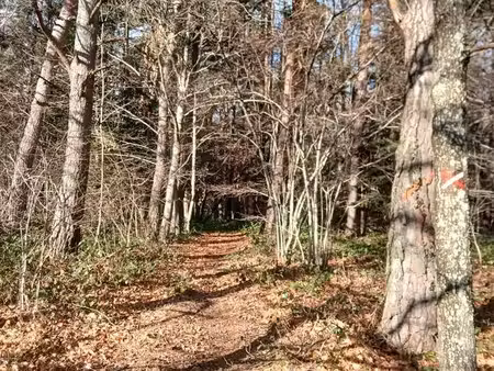 parcelles forêt st julien d'ance