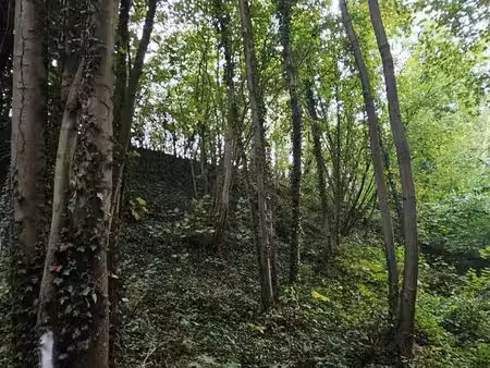 parcelle de bois