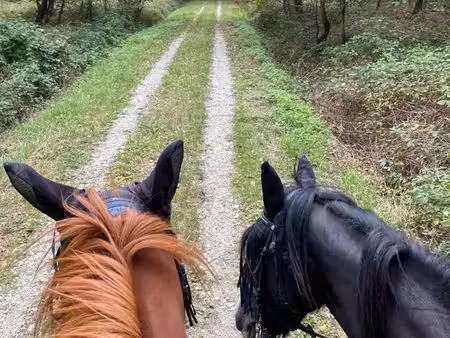 recherche terrain pour chevaux a l année