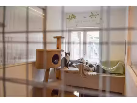entreprise de chatterie établie avec belle maison familiale de 4 chambres – charente ...