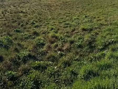 vente terrain à guipavas (29490) : à vendre / guipavas