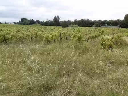 vente terrain 908 m² à bizanet (11200)  113 000 €