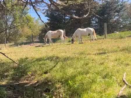 recherche location de pré pour 2 chevaux