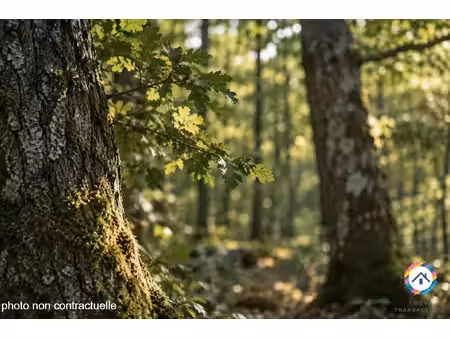forêt 16 3 ha – peuplement mature – potentiel d’exploitation – unzent
