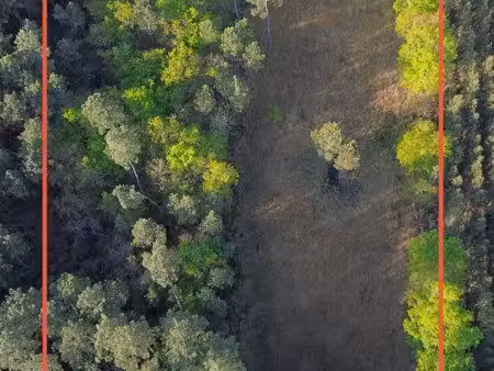 terrain forestier