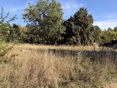 a l'oree de la foret