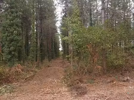 terrain boisé