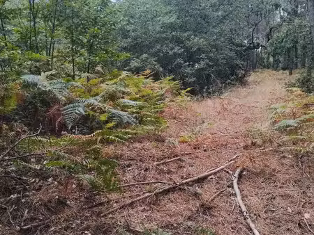 terrain parcelle au cœur de la forêt