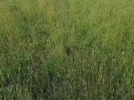 vente terrain 666 m² à landévant (56690)  74 000 €