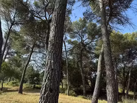 vente terrain 450 m² à guzargues (34820)  225 000 €