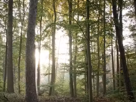cherche parcelle boisée  forêt