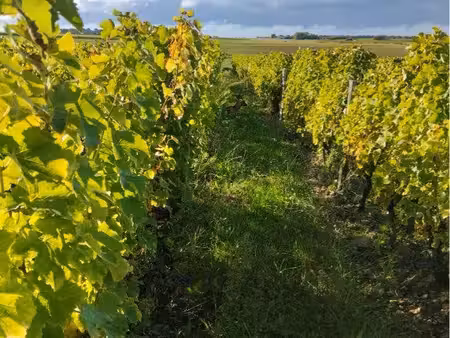 domaine viticole val de loire