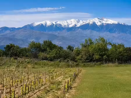 domaine viticole perpignan - 4 chambres - 251m²